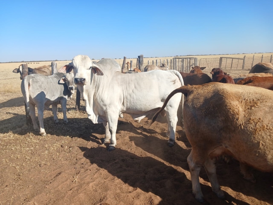  Bedroom Property for Sale in Vryburg Rural North West